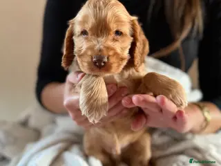 Cocker Spaniel dogs (2 left) KC show type cocker spaniel puppies - Advert 14