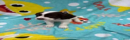 Sprocker dogs for sale: Sprocker spaniel puppies  in St. Neots - Advert 7