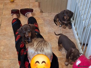 Dachshund dogs - Advert 3