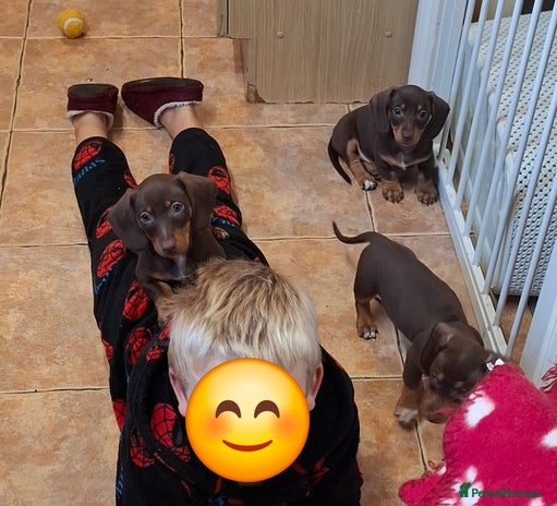 Dachshund dogs - Advert 11