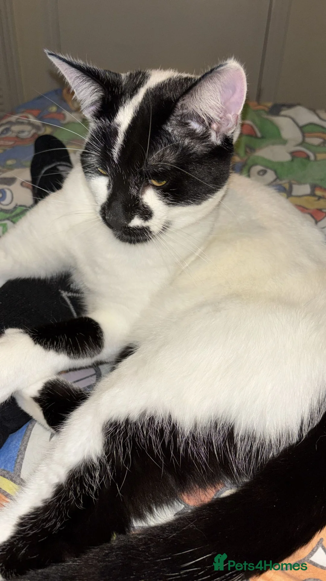 Mixed Breed cats for sale: Male cat for sale - Advert 2