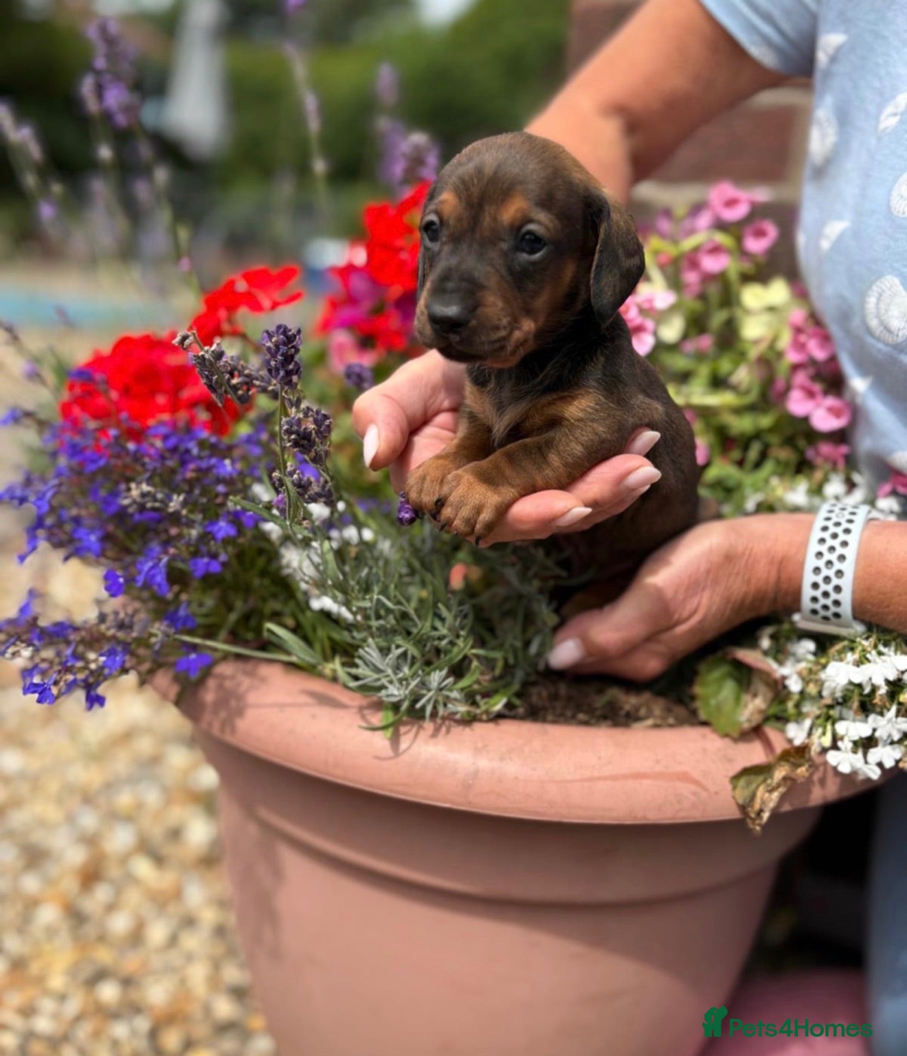 Miniature Dachshund dogs Beautiful Dachshund Pups  - Advert 11