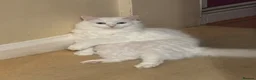 Mixed Breed cats for sale: Winter🩵 - Advert 5