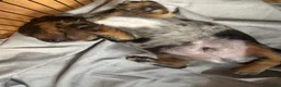 Miniature Dachshund dogs for sale: Miniature dachshund pups - Advert 6