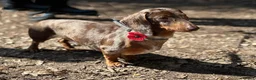 Miniature Dachshund dogs for sale: Stunning Mini Dachshunds. - Advert 12