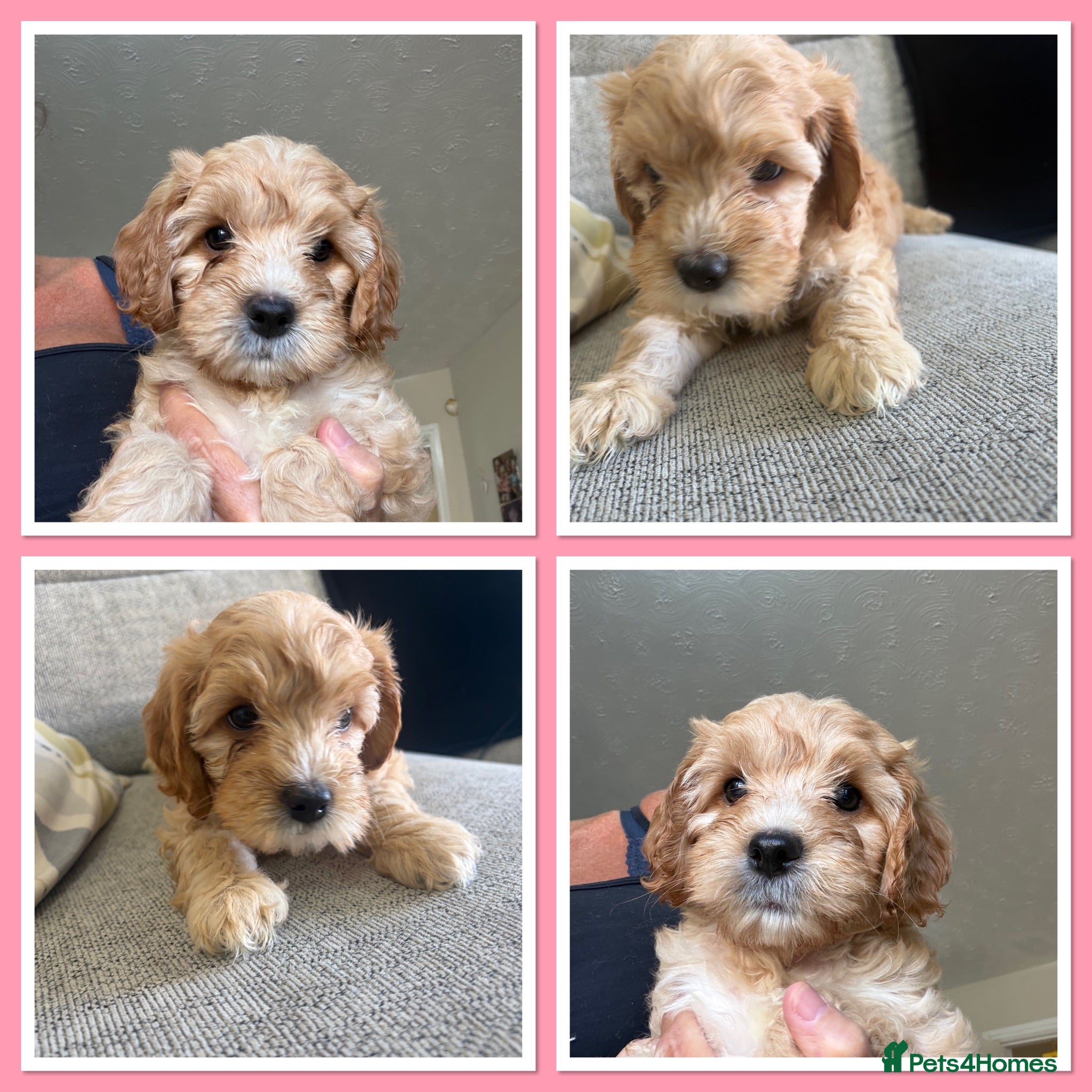 Cavapoo dogs Gorgeous F1B Cavapoo puppies - Advert 1