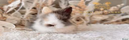Lionhead rabbits for sale: Beautiful Fully Vaccinated Lionheads! - Advert 6