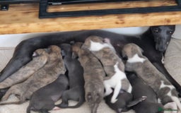 Whippet dogs for sale: Adorable whippet puppies  - Image 6