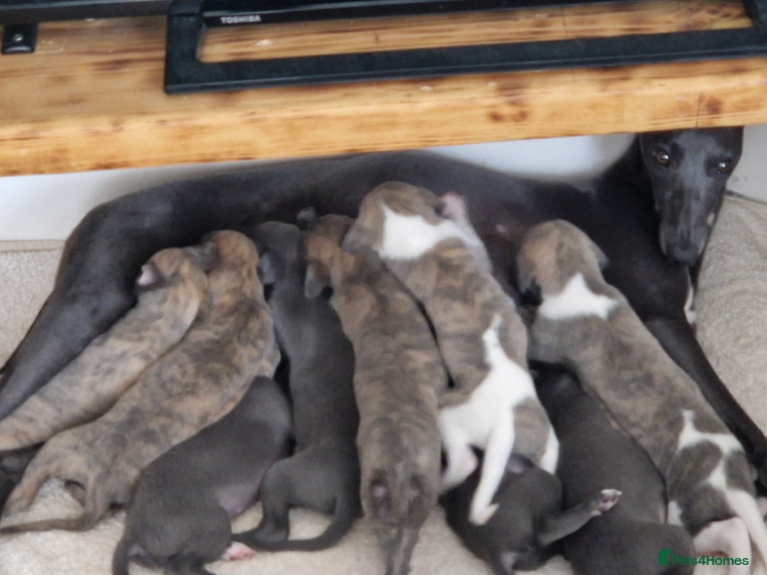 Whippet dogs for sale: Adorable whippet puppies  - Image 6