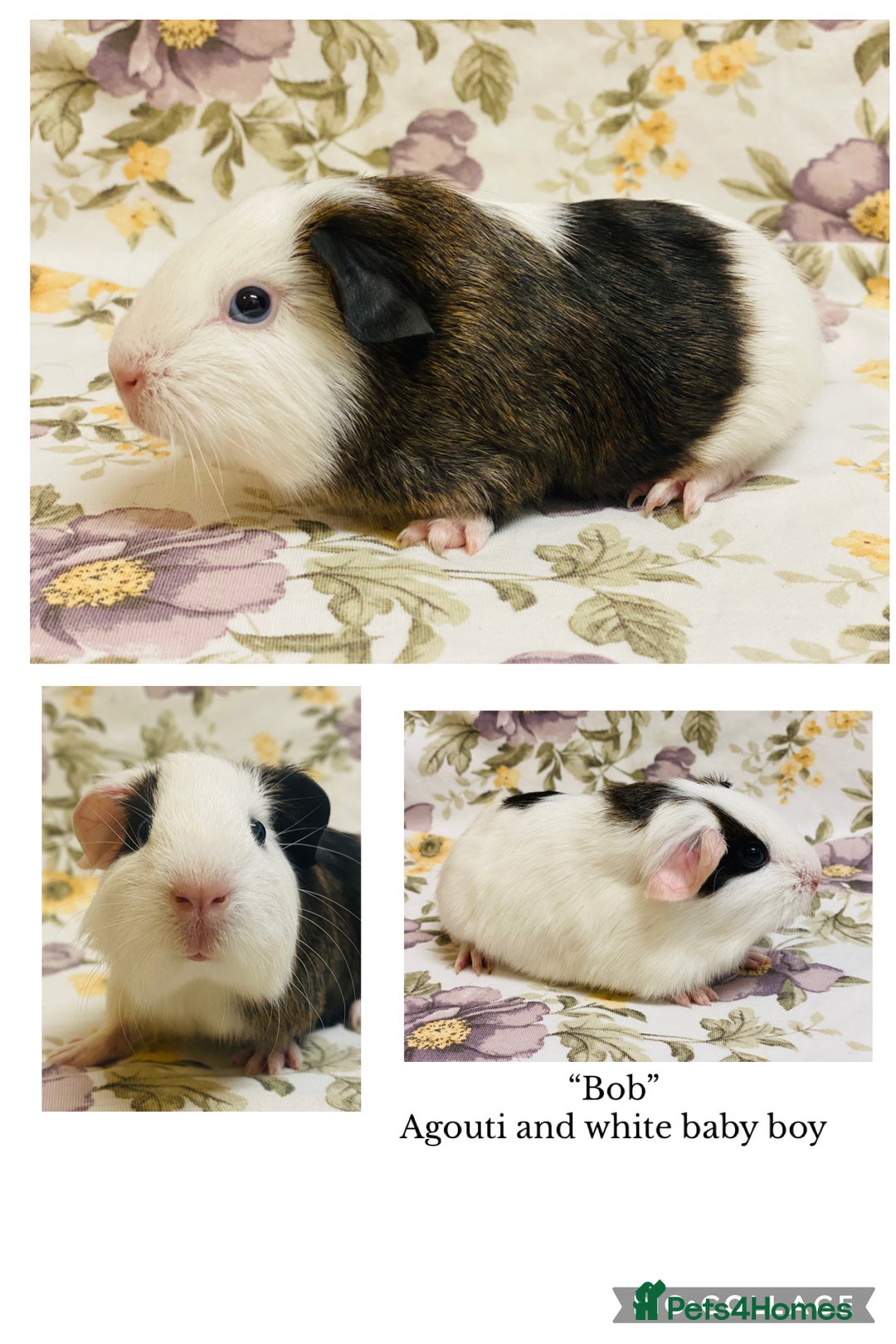 Guinea Pig rodents for sale: Handsome Baby boy Guineapigs available  - Advert 2