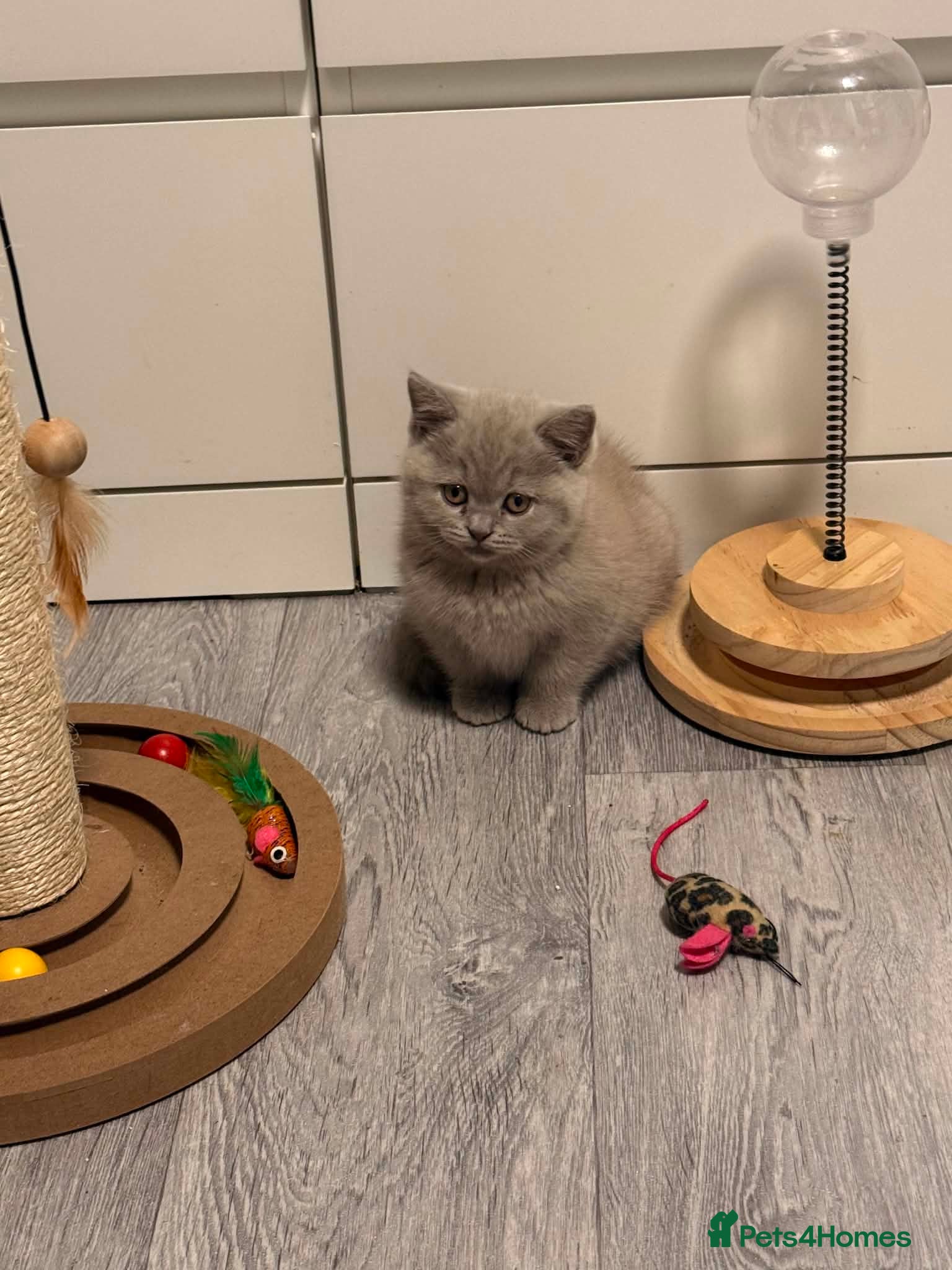 British Shorthair cats ❤️💙💗British Shorthair 1 Gilr Lilac  - Advert 1