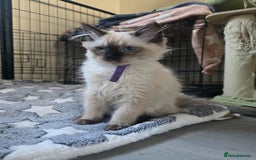 Ragdoll cats for sale: Beautiful Kittens ready to leave for new home - Image 15