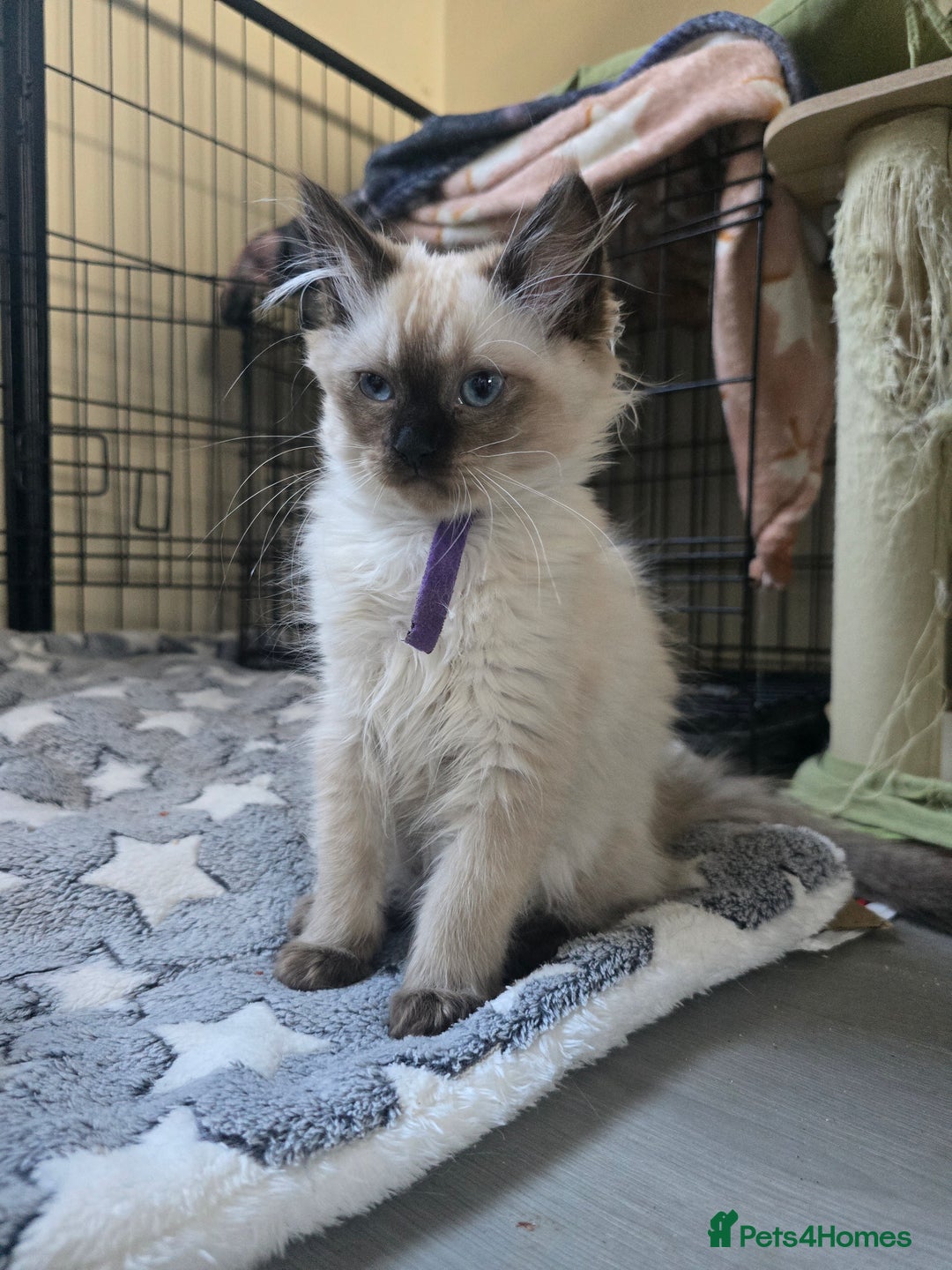 Ragdoll cats for sale: Beautiful Kittens ready to leave for new home - Image 15