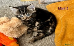 Bengal cats for sale: 3/4 Bengal - cross kittens  - Image 4