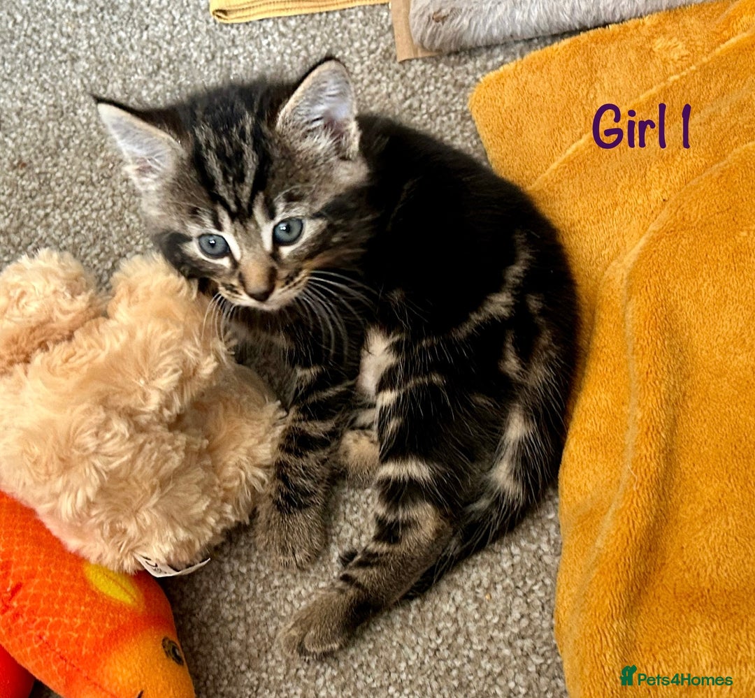 Bengal cats for sale: 3/4 Bengal - cross kittens  - Image 4
