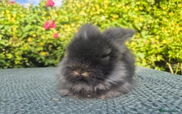 Angora rabbits for sale: 😍Large Angora babies- parents imported from 🇫🇷  - Image 16