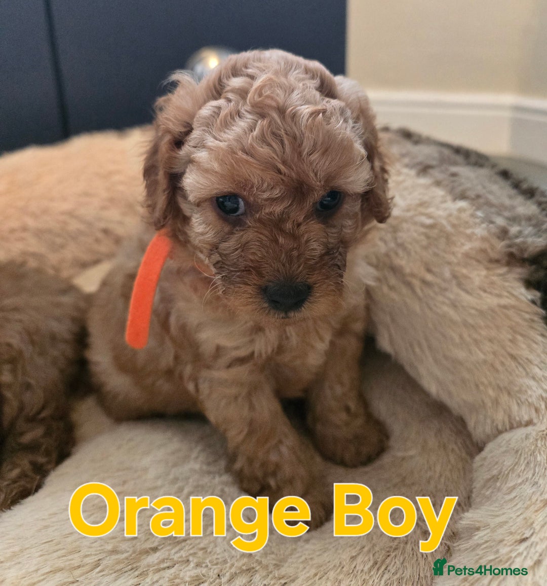 Maltipoo dogs for sale: 🐶4 gorgeous maltipoo pups for sale ready monday🐶 - Advert 3