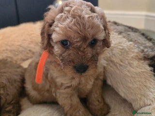 Maltipoo dogs 🐶4 gorgeous maltipoo pups for sale ready monday🐶 - Advert 18