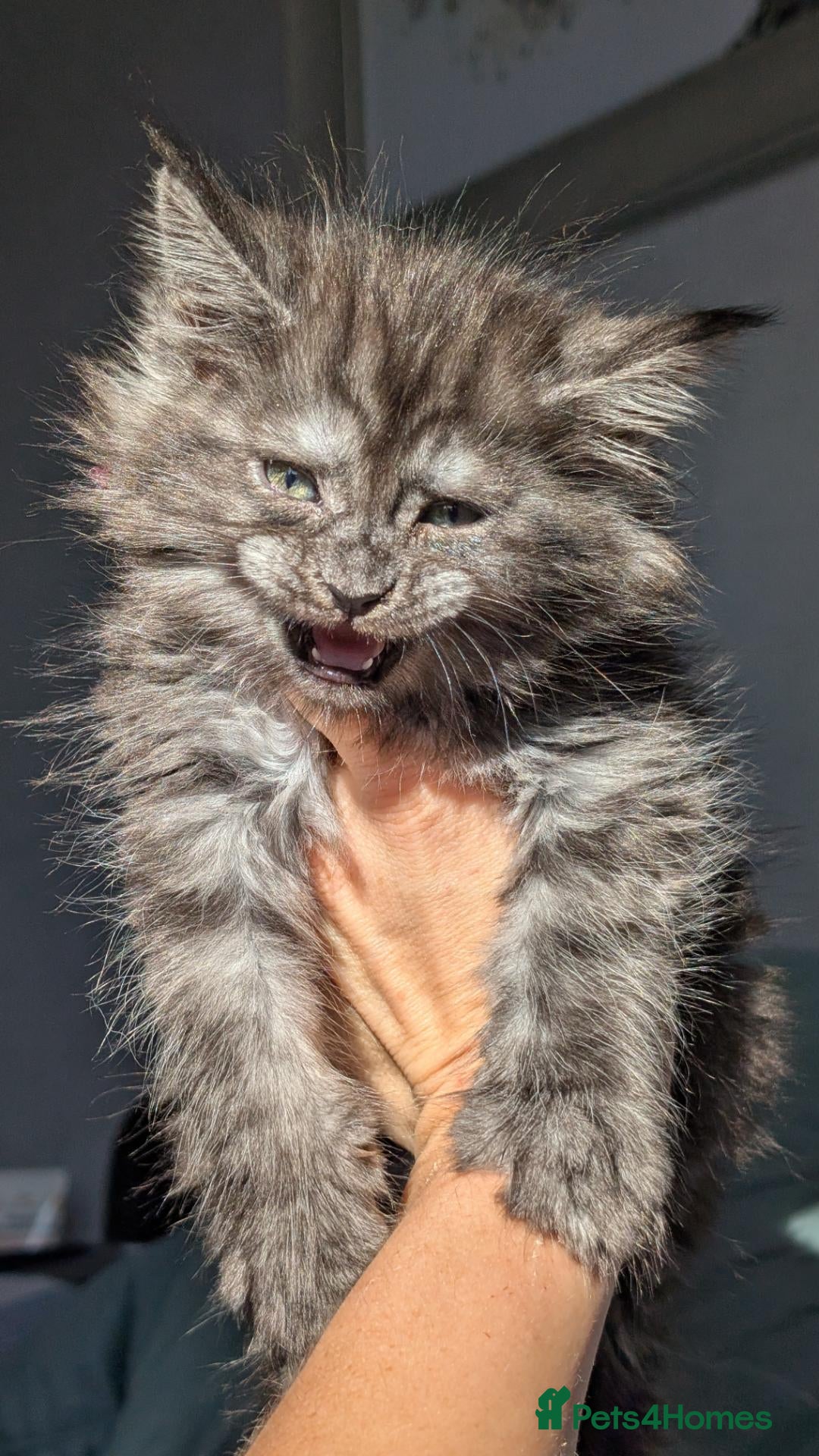 Maine Coon cats Black&Black Smoke Tica registered  - Advert 2
