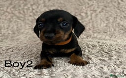 Dachshund dogs for sale: Miniature Dachshund sausage dog puppies - Image 13