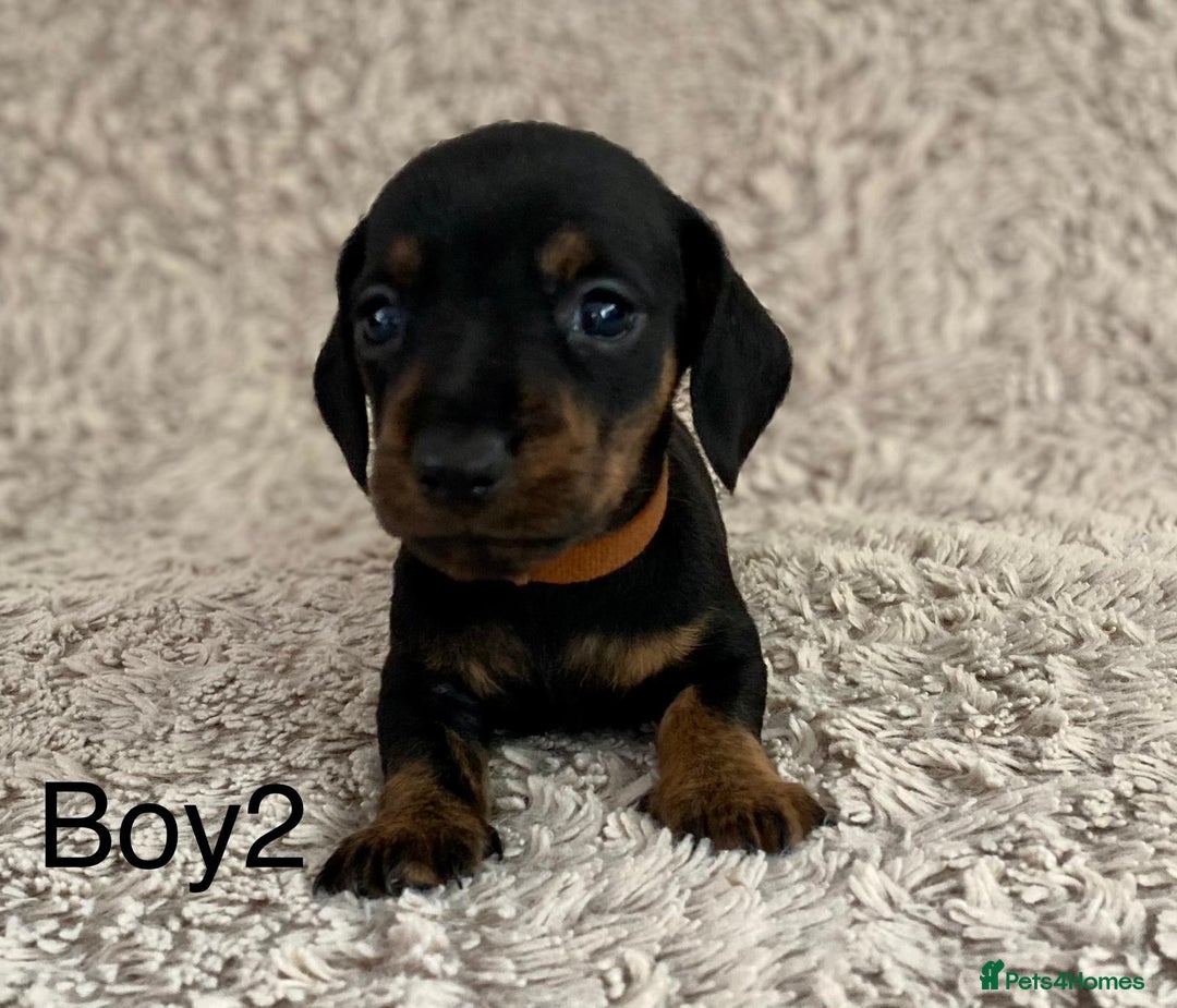 Dachshund dogs for sale: Miniature Dachshund sausage dog puppies - Image 13