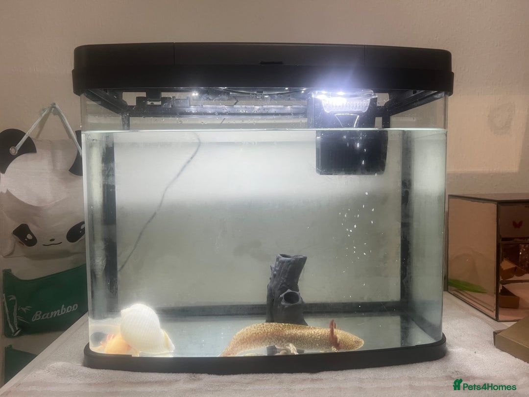 Axolotl reptiles for sale: Pair of Axolotls male and female with tank - Image 2