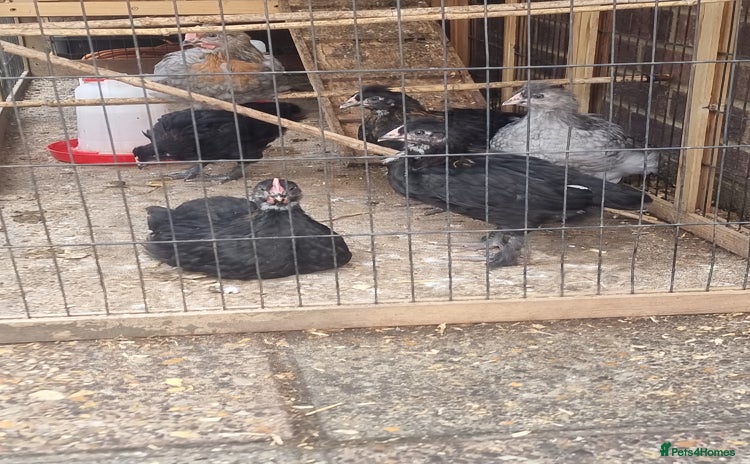 Chickens poultry - Advert 2