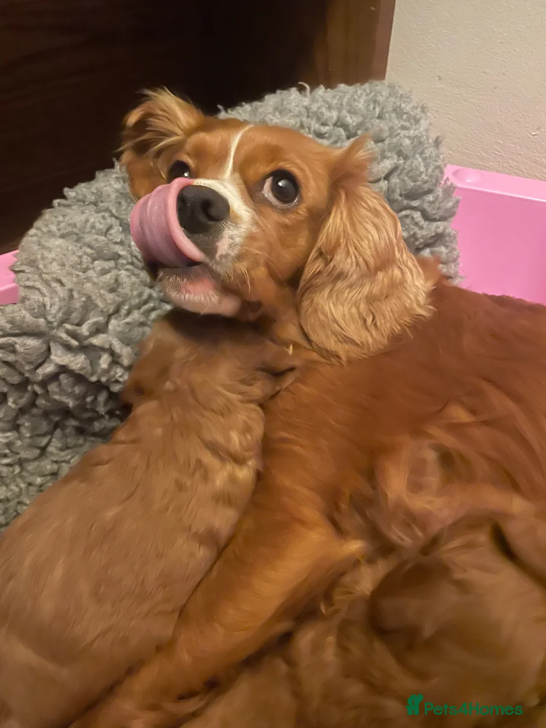 Cavapoo dogs for sale: Cavapoooo f1  - Advert 25