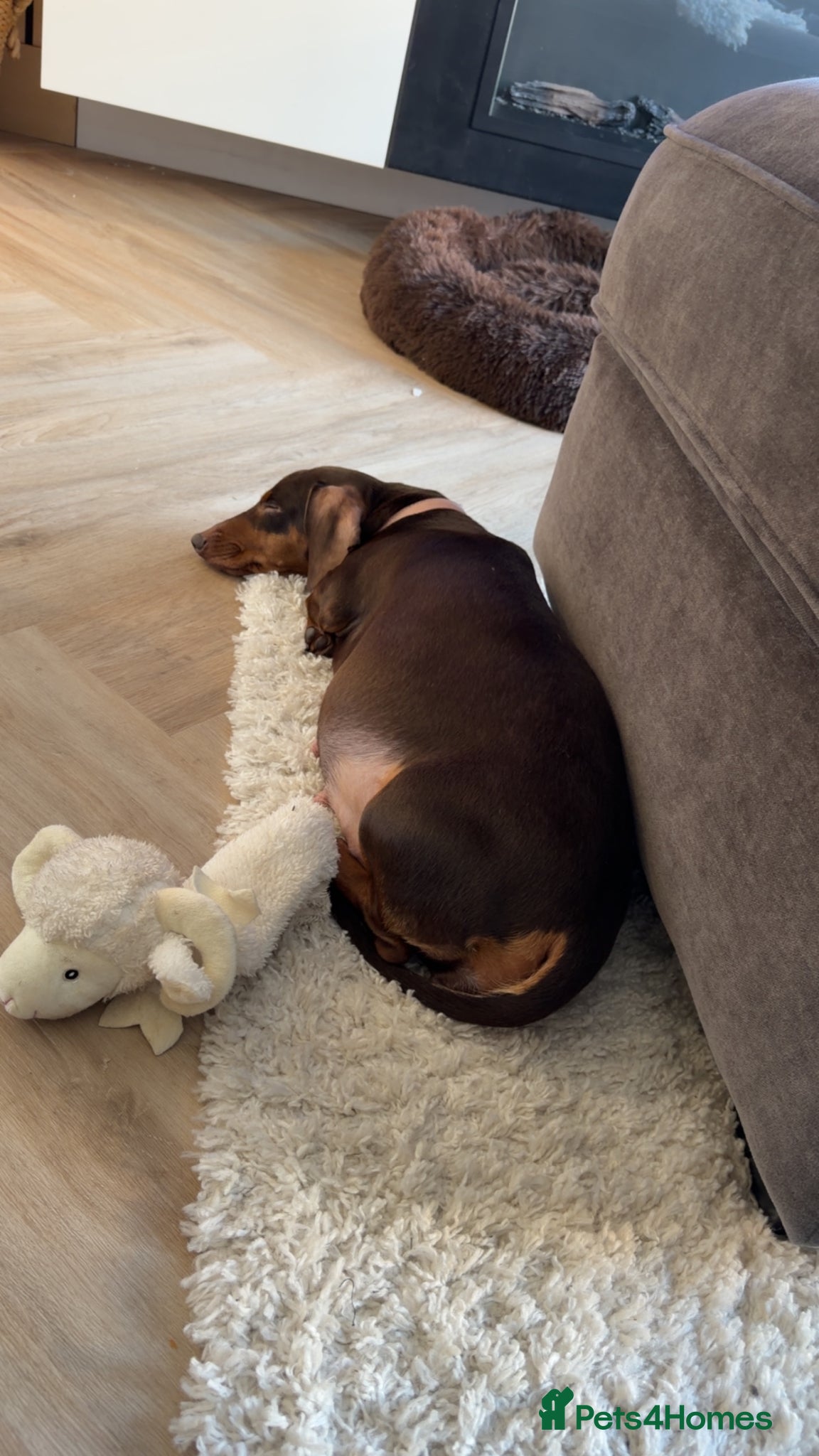 Dachshund dogs Miniature Dachshund  - Advert 3