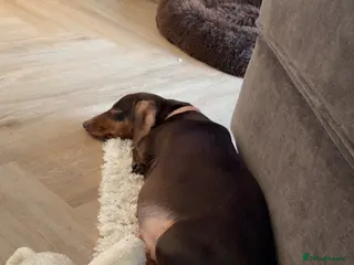 Dachshund dogs Miniature Dachshund - Advert 1