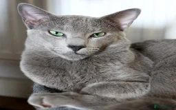 Russian Blue cats for stud: Russian blue for stud  in Burton-on-Trent - Image 5