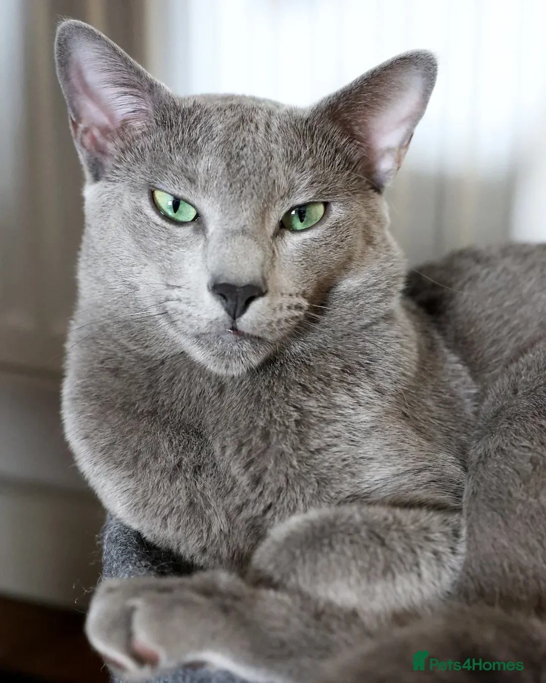 Russian Blue cats for stud: Russian blue for stud  in Burton-on-Trent - Advert 5