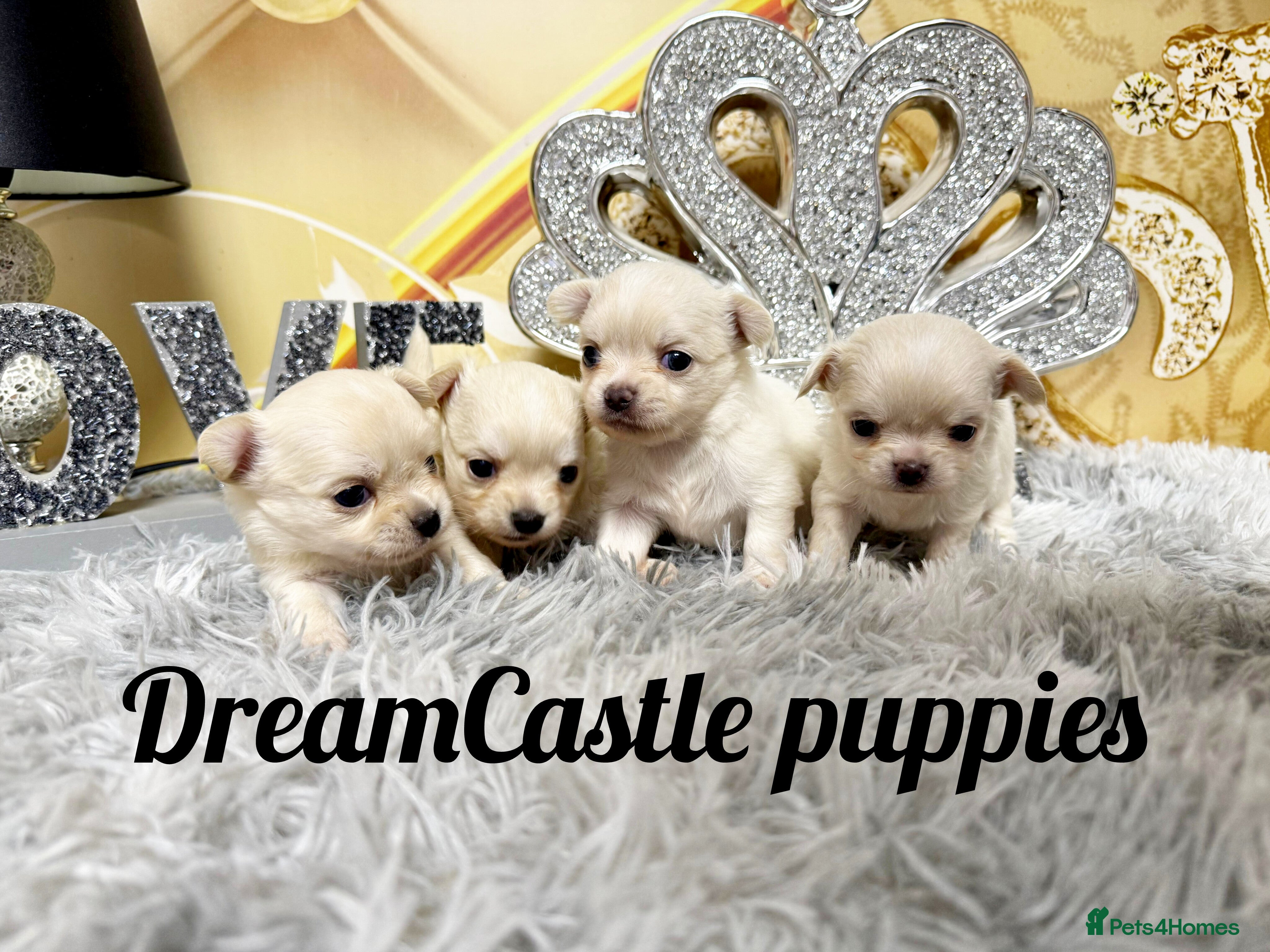 Chihuahua dogs KC reg Long coat boys available  - Advert 15