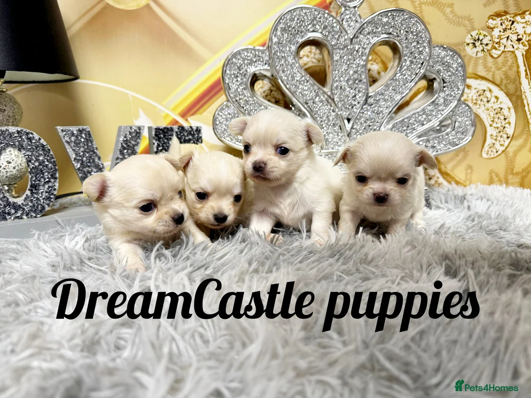 Chihuahua dogs for sale: KC reg Long coat boys available  - Advert 1