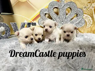 Chihuahua dogs KC reg Long coat boys available - Advert 1