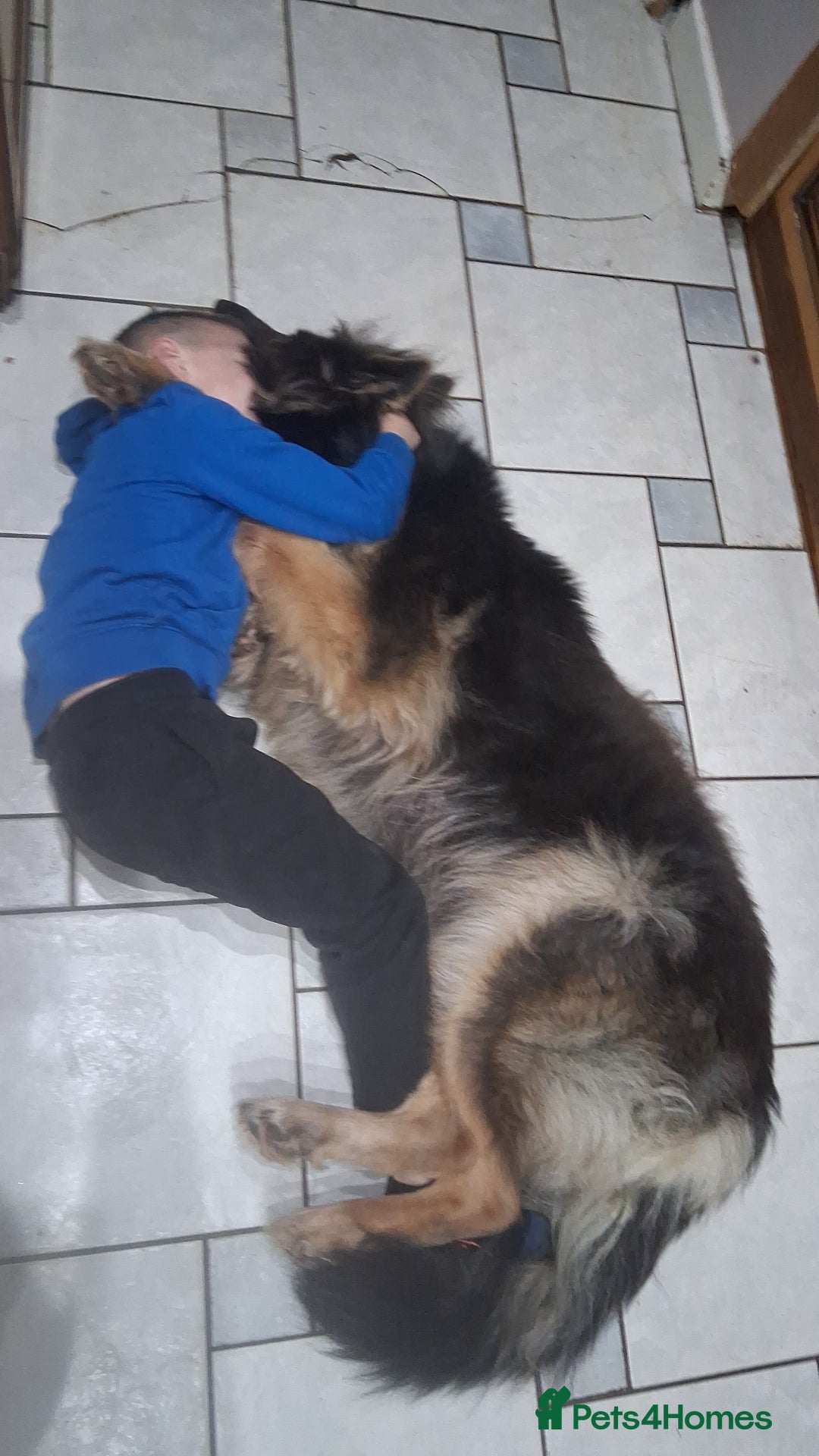 German Shepherd dogs for sale: Beautiful  German Shepherd  - Advert 7