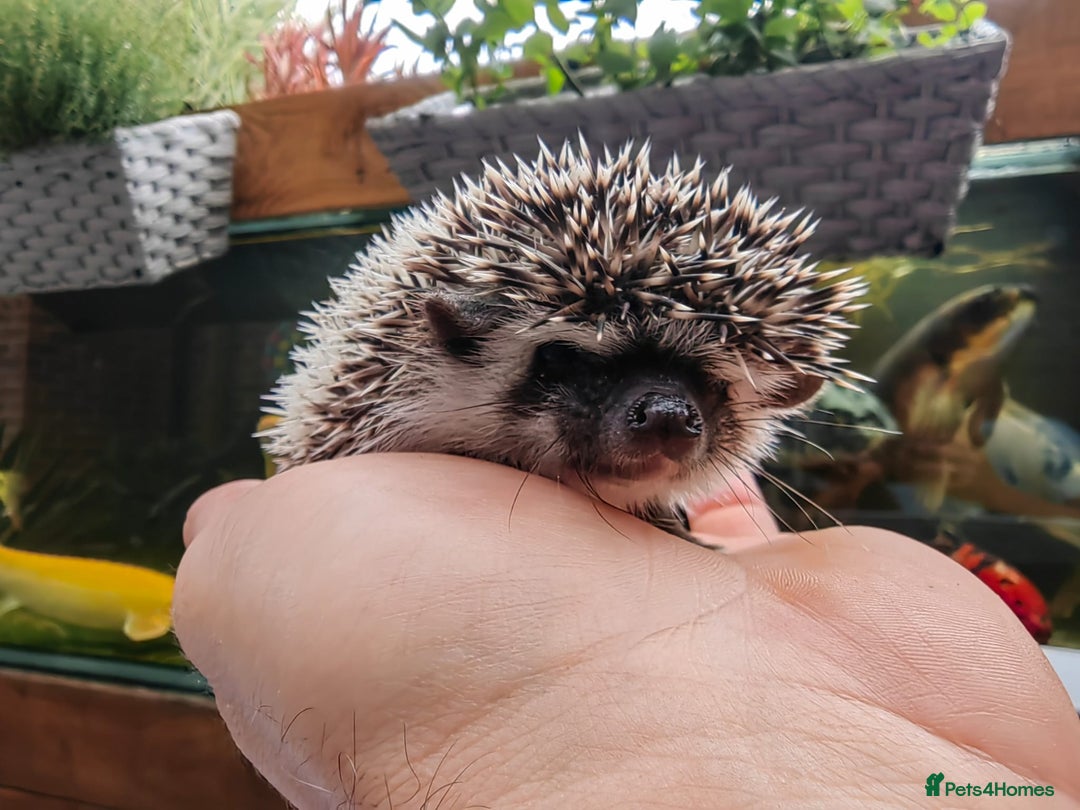 Pygmy Hedgehog rodents for sale: African pygmy hedgehogs - Image 15