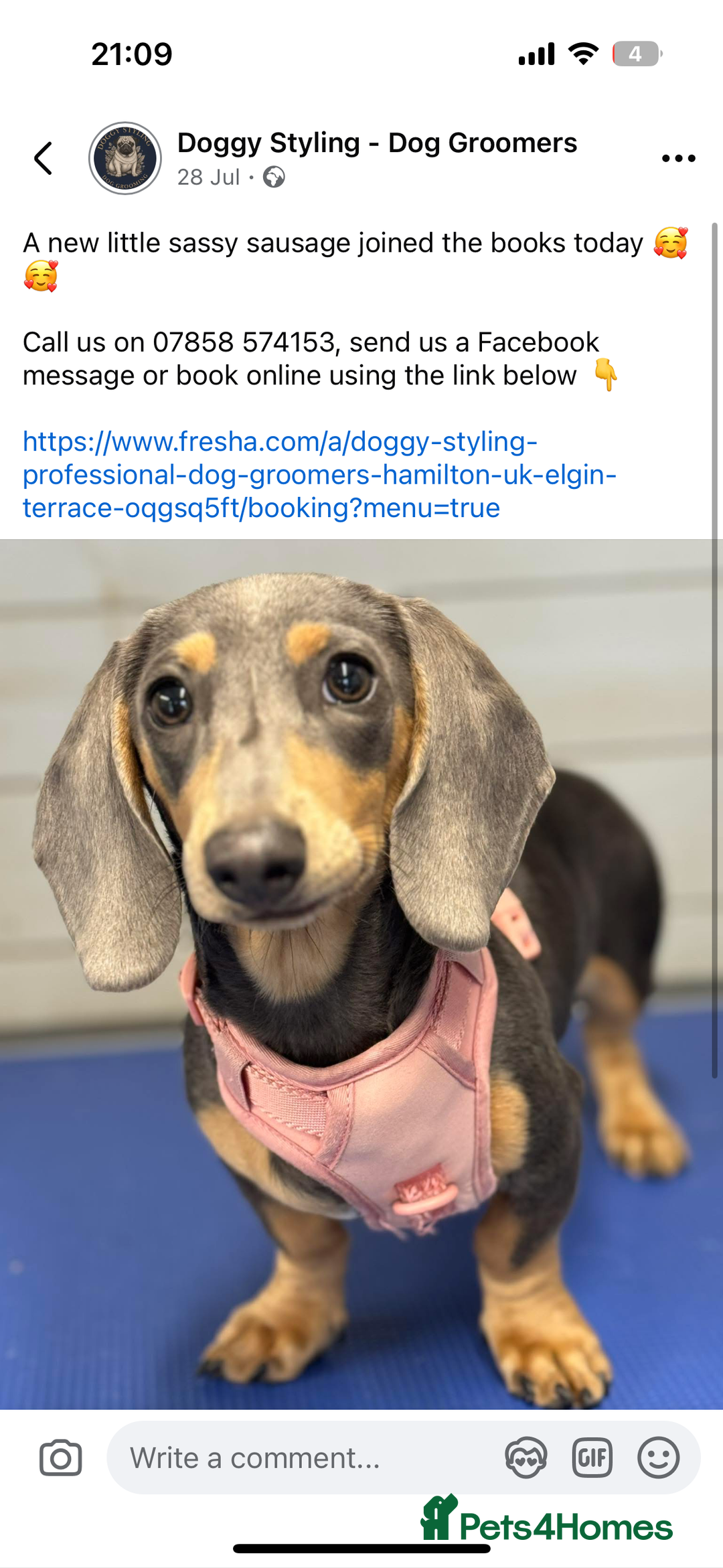 Miniature Dachshund dogs for sale: Miniature daschund  - Advert 6