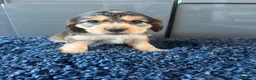 Cocker Spaniel dogs for sale: 💙 Exceptional show type health tested boys 💙 - Advert 5
