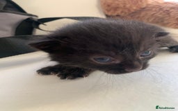 Bombay cats for sale: Kittens - Advert 9