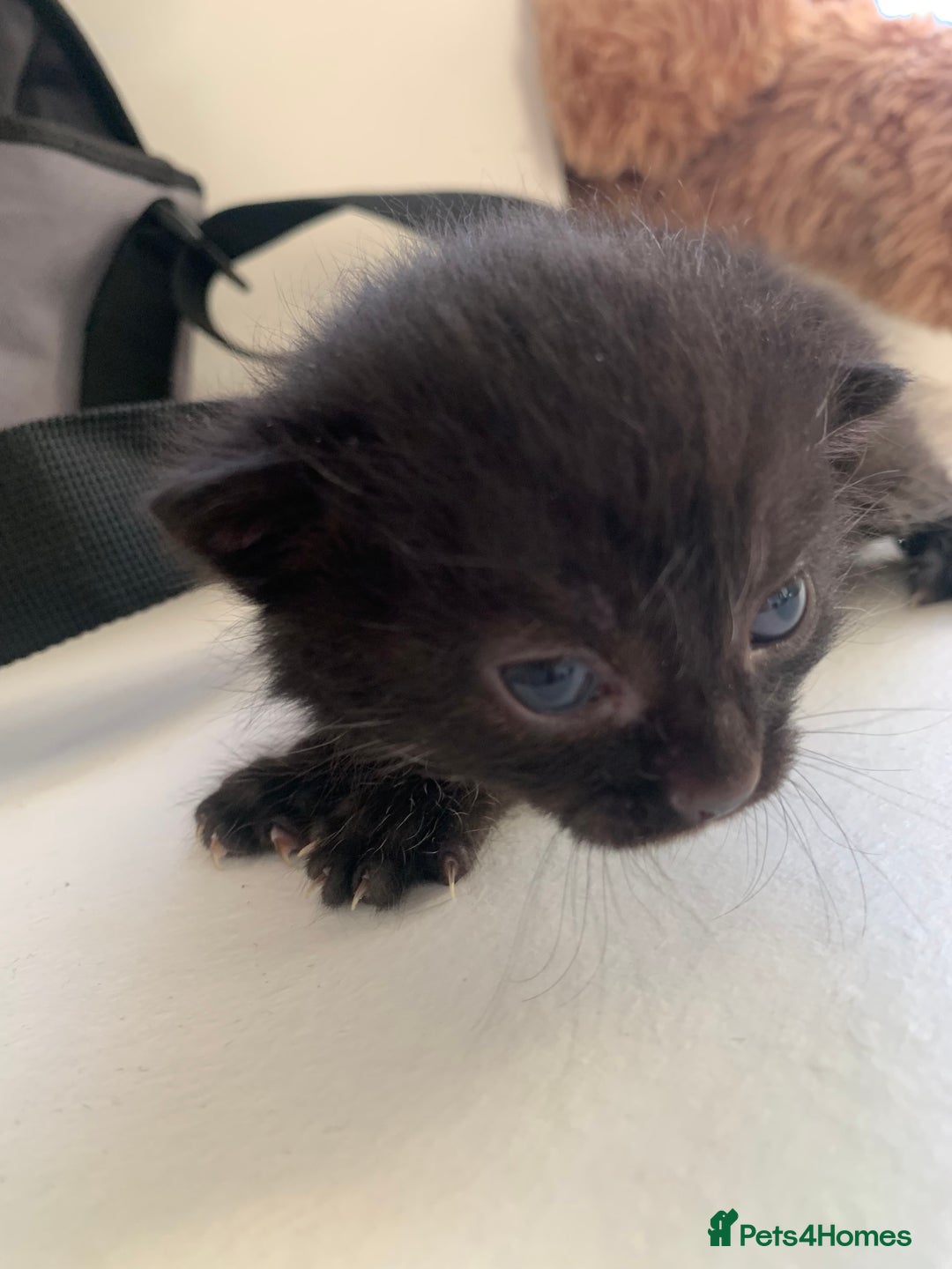 Bombay cats for sale: Kittens - Advert 9