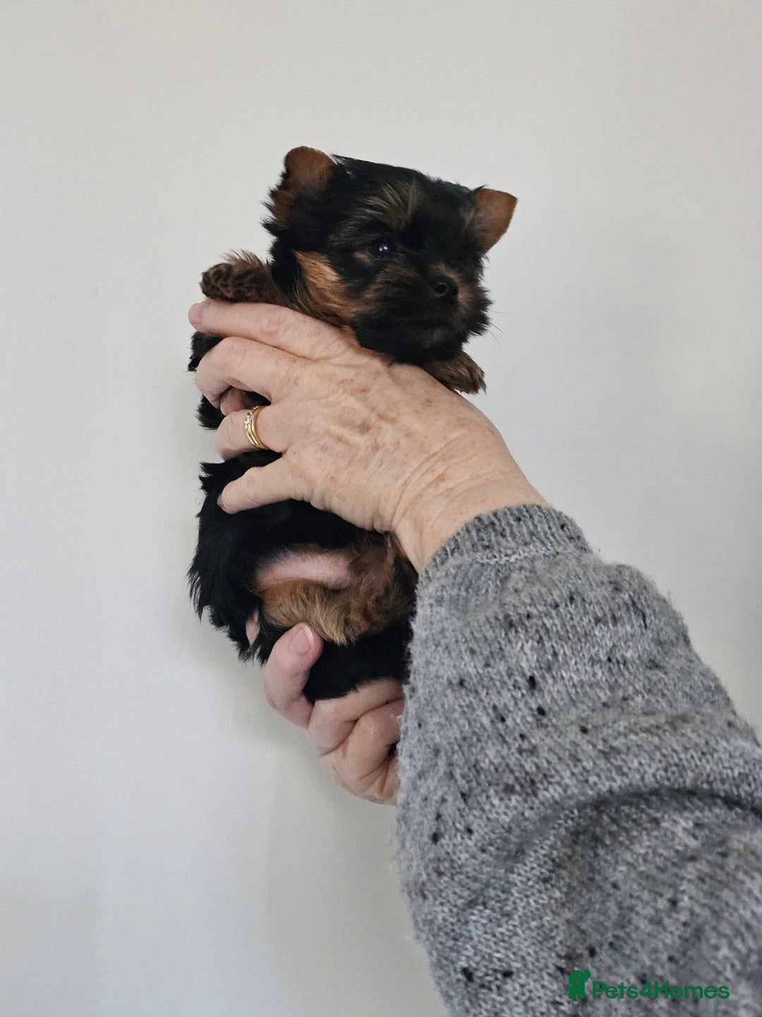 Yorkshire Terrier dogs for sale: Beautiful Quality Yorkshire Terrier Litter  - Advert 8