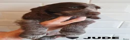 Cocker Spaniel dogs for sale: ONLY 1 STUNNING SHOW COCKER SPANIEL BOY LEFT !  - Advert 13