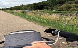 Shepsky dogs for sale: 1 year old German shepherd x husky cross - Image 3