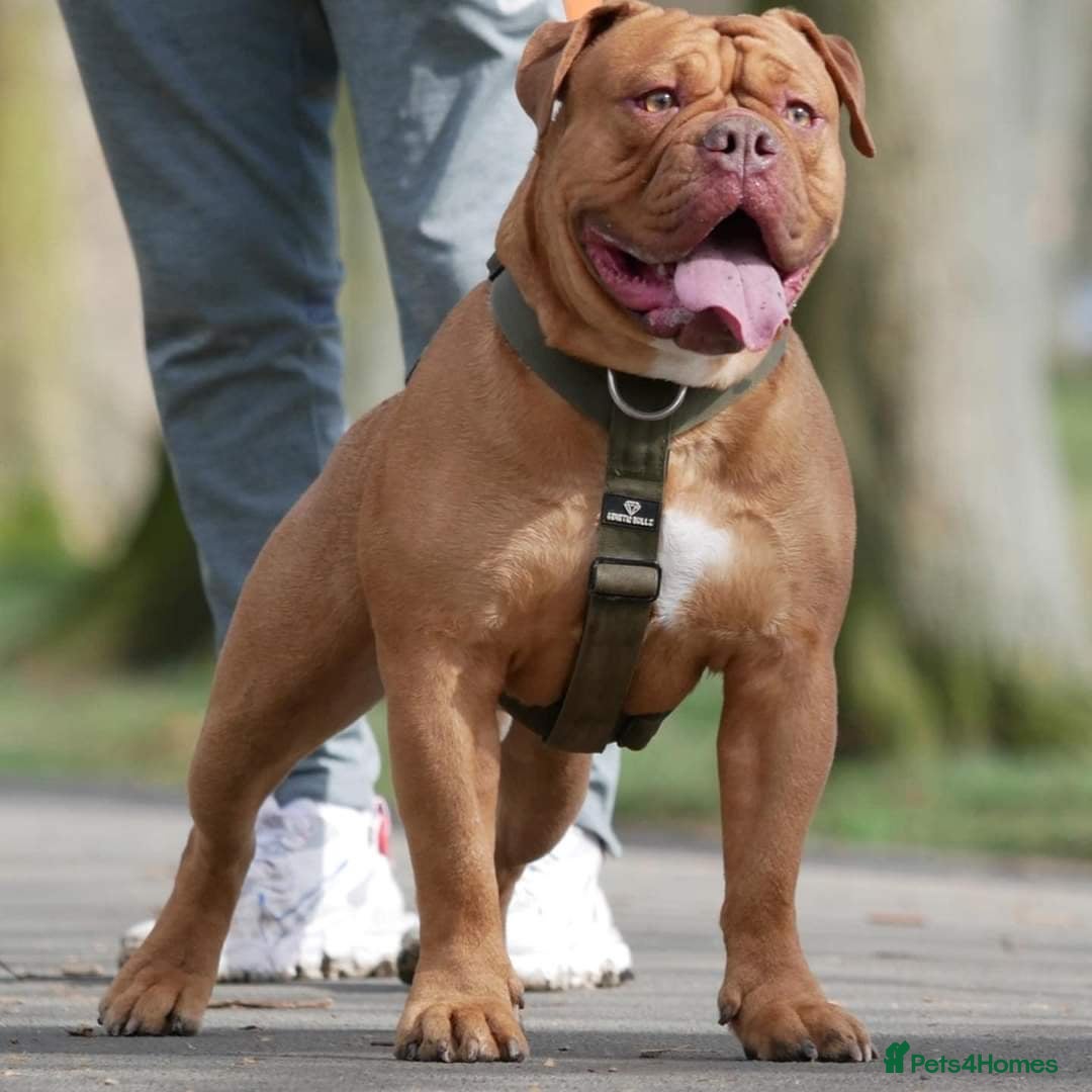 Olde English Bulldogge dogs for sale: Genetic Clear, Hip & Elbow Graded Breeding - Image 15
