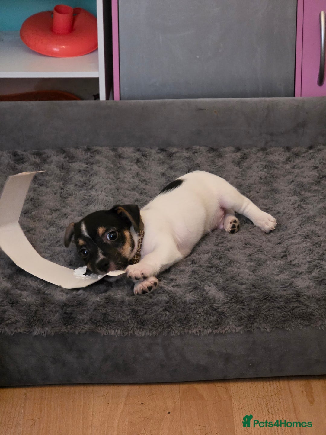 Jack Russell dogs for sale: Jack Russell male puppy - Image 3