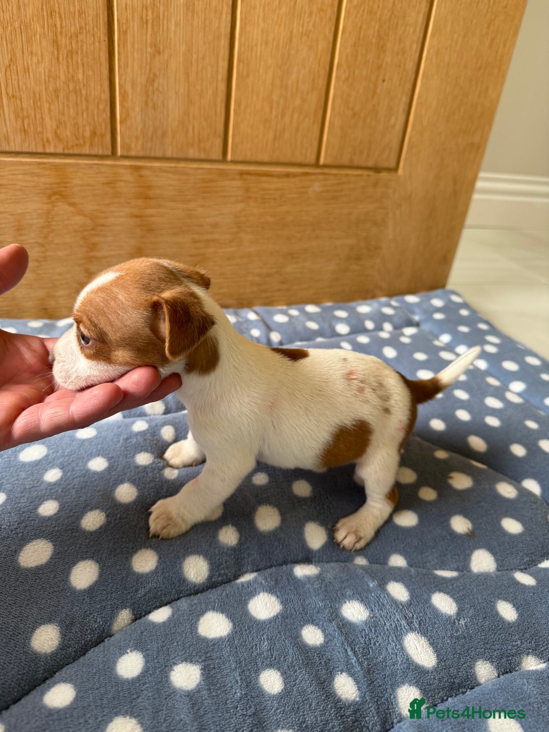Jack Russell dogs for sale: Minature Jack Russell pups - Image 4