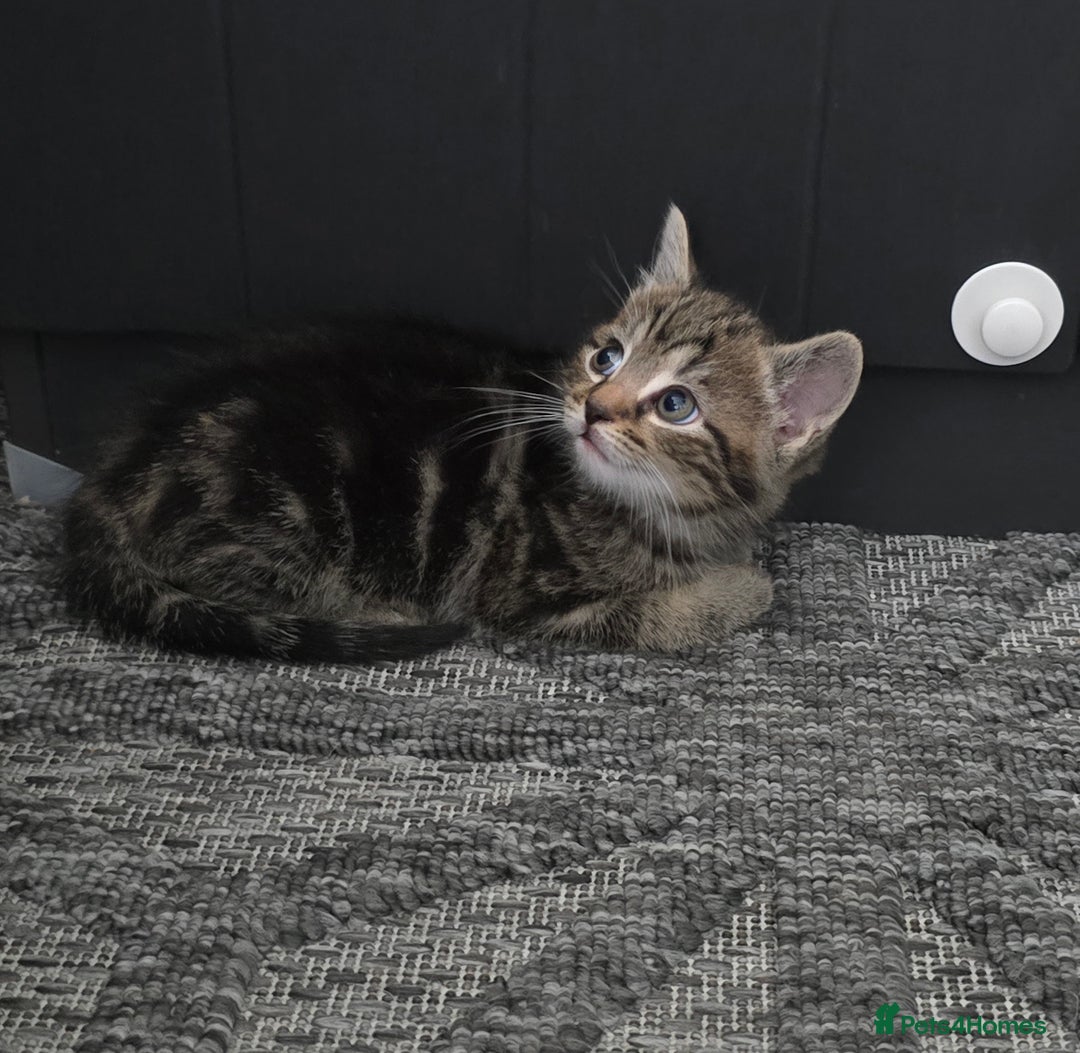 Mixed Breed cats for sale: Kittens  - Image 11