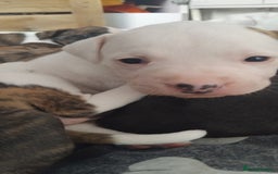 American Bulldog dogs for sale: Amercian Bulldog Pups 🐾  - Image 4