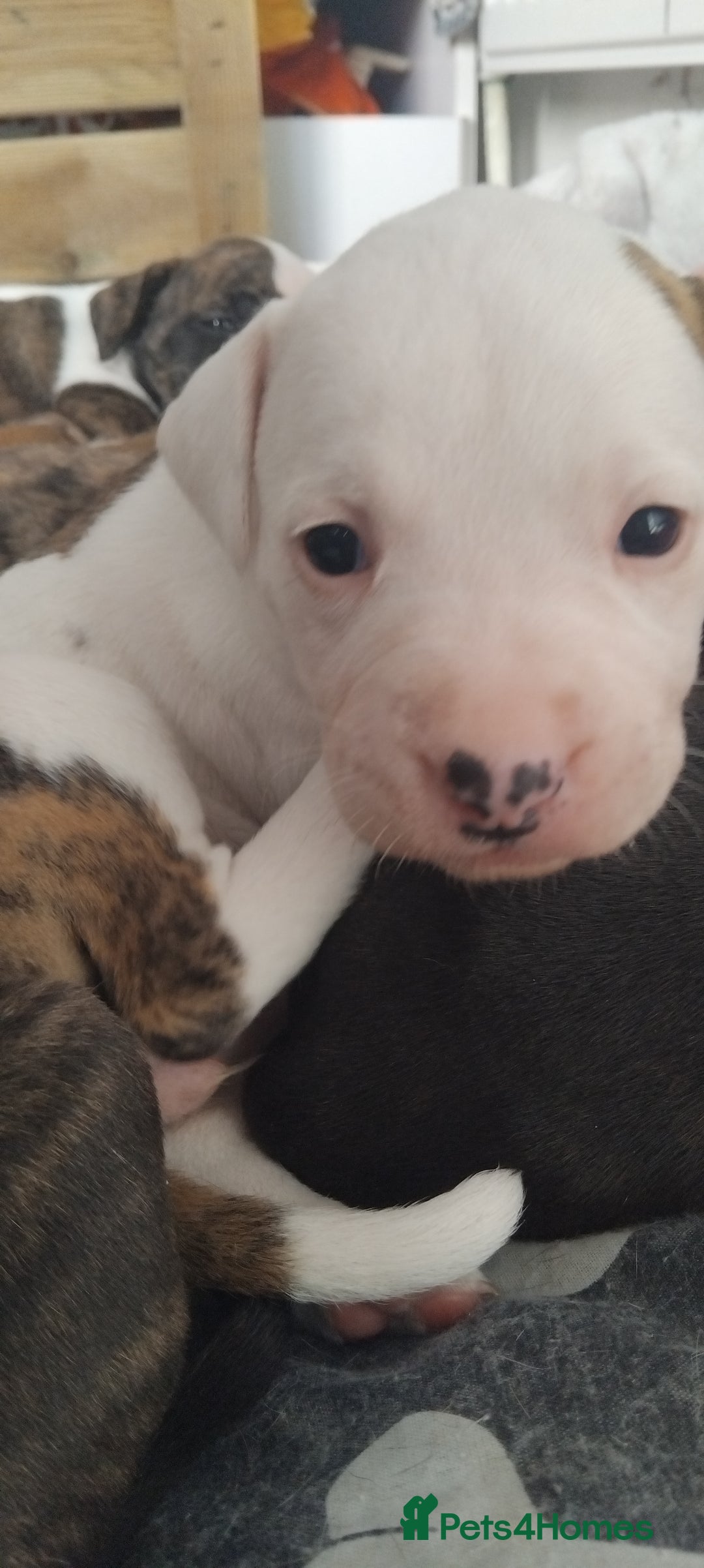 American Bulldog dogs for sale: Amercian Bulldog Pups 🐾  - Image 4